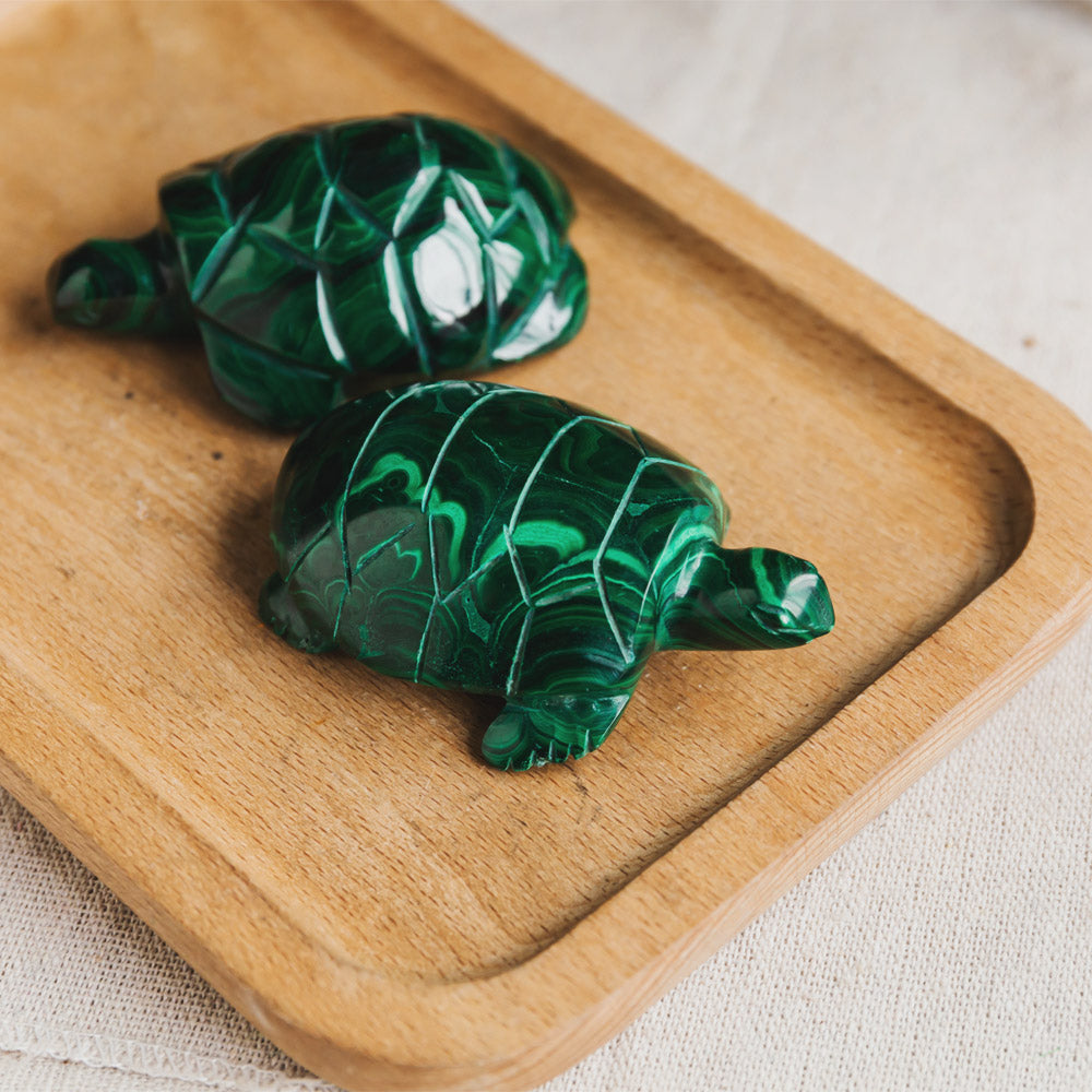 Malachite Turtle