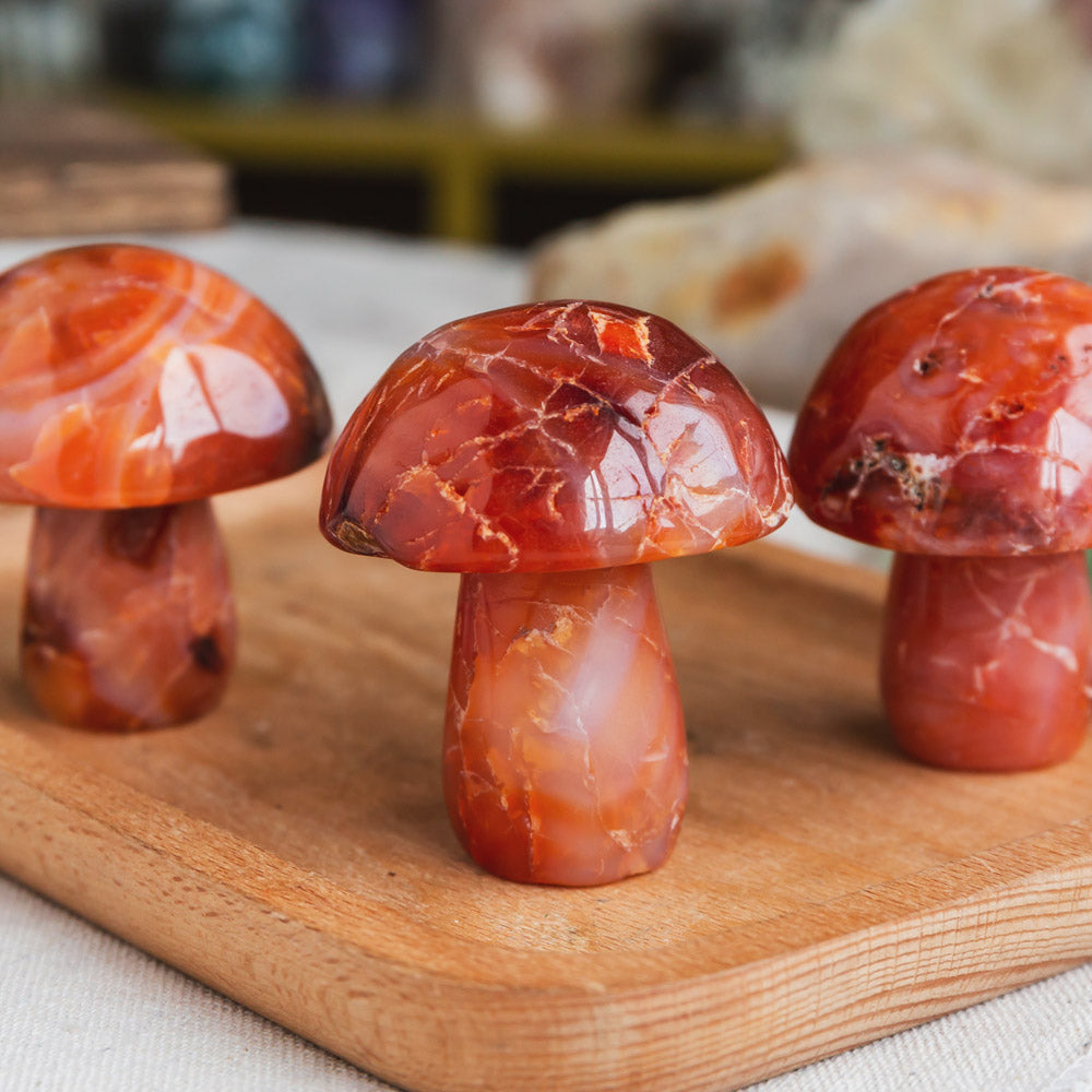 Carnelian Mushroom