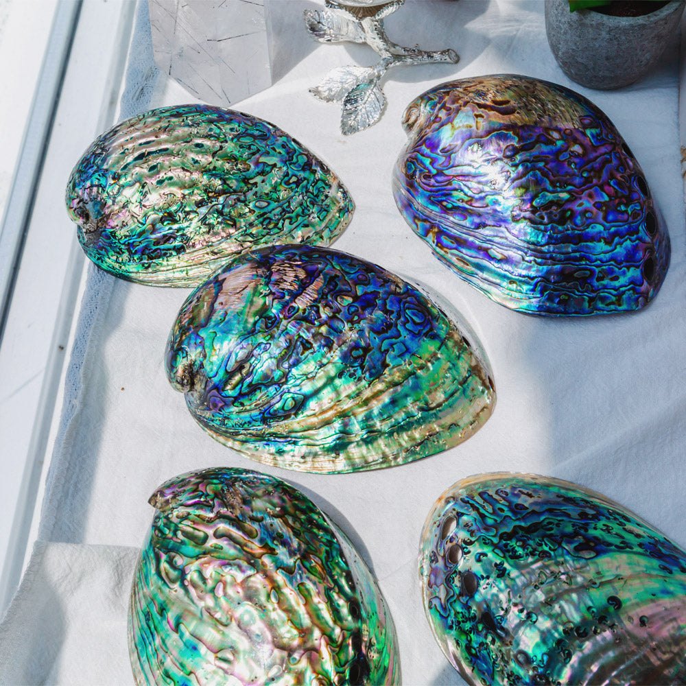 Colorful Abalone Shell