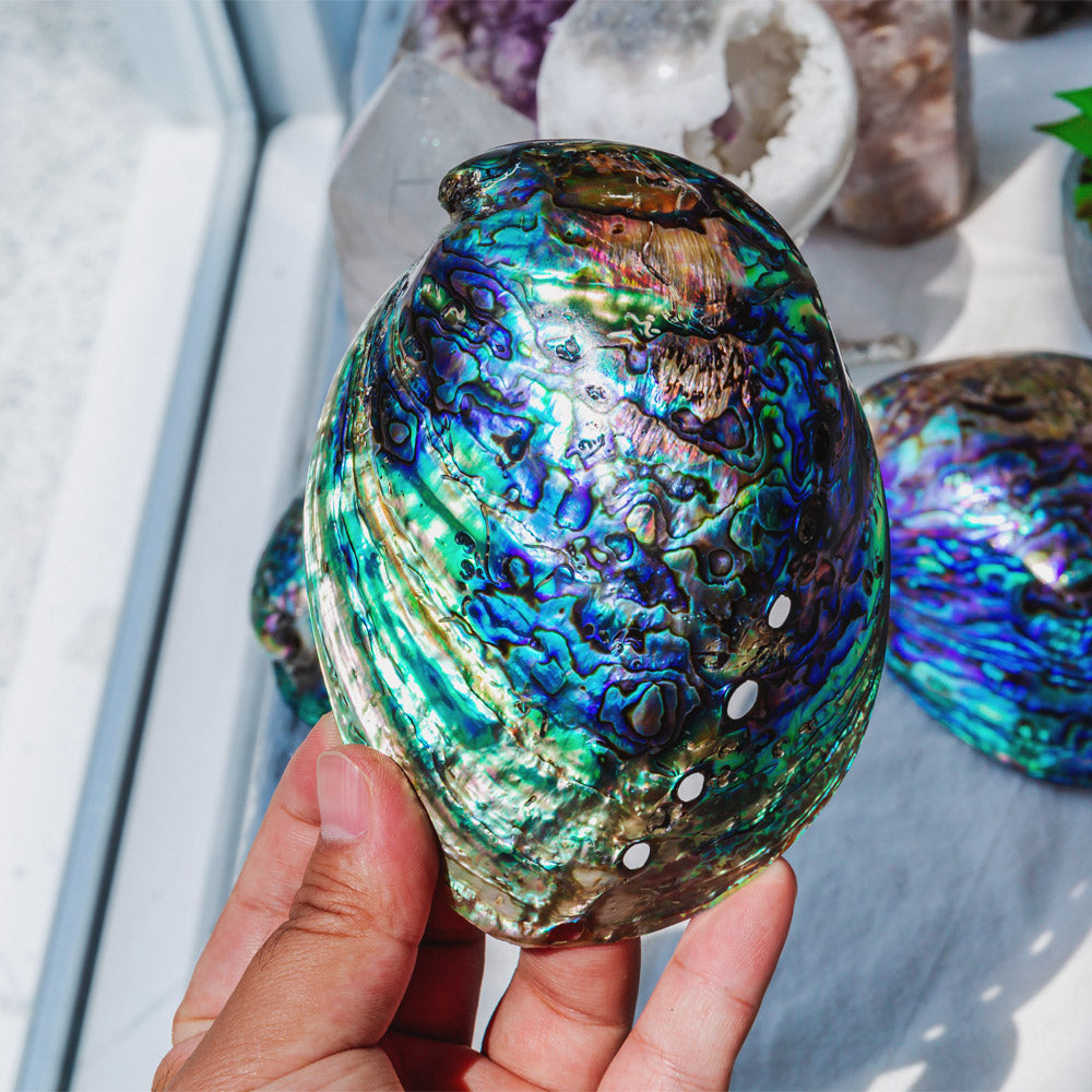 Colorful Abalone Shell