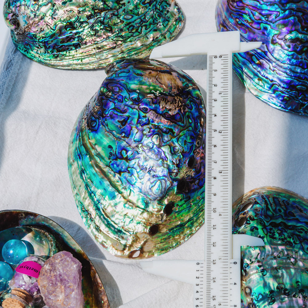 Colorful Abalone Shell