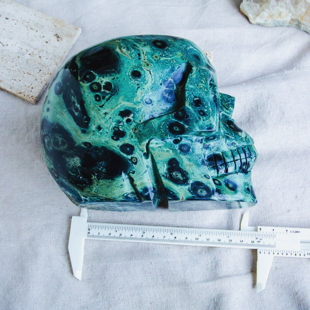 6" Kambaba Skull