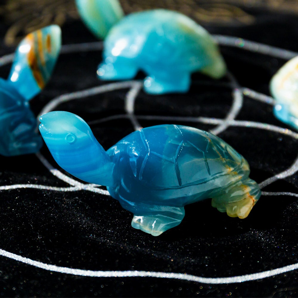 Blue Onyx Tortoise